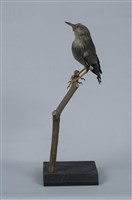 絲光椋鳥藏品圖，第11張